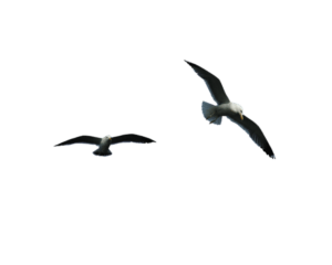 MOUETTES